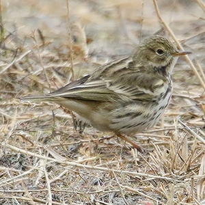 Meadow Pipit